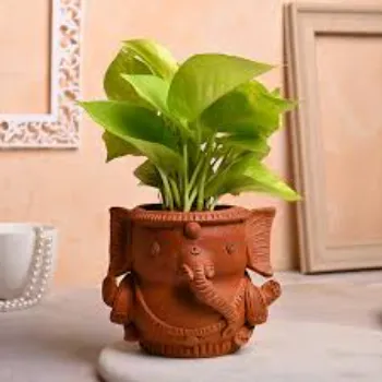 Organic Money Plant